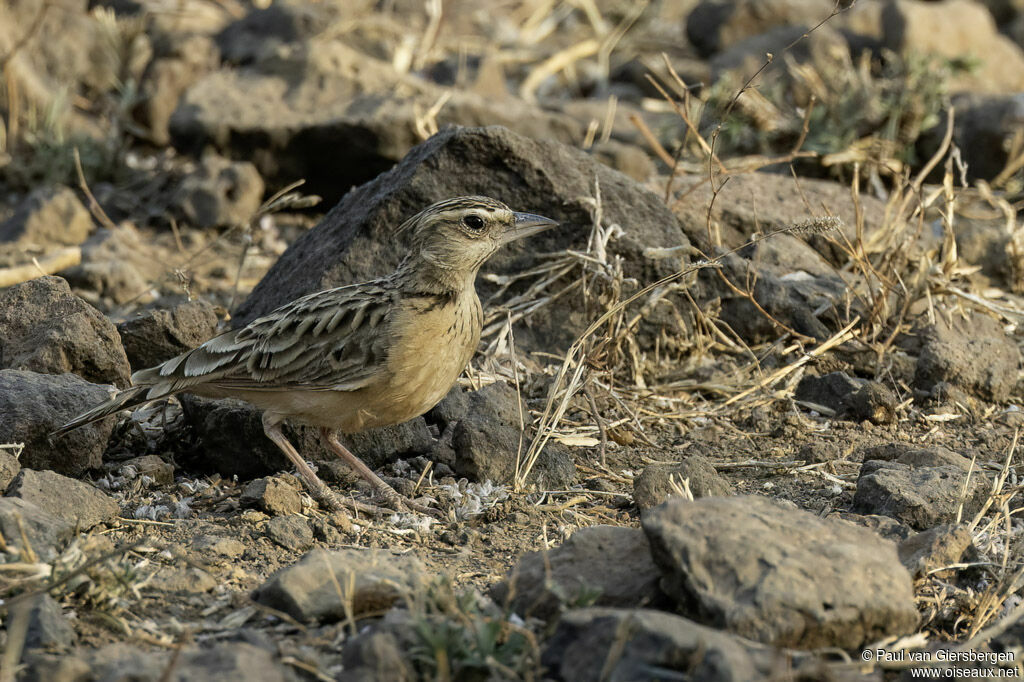 Sykes's Lark