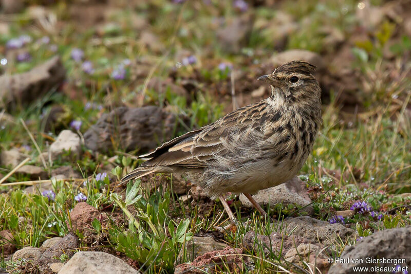 Thekla's Lark