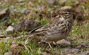 Thekla's Lark