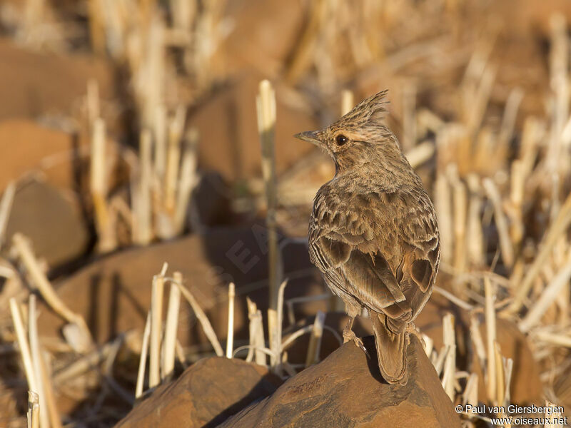 Cochevis de Thékla