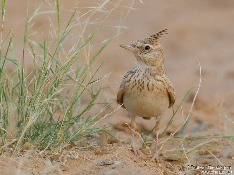 Cochevis huppé