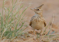 Crested Lark