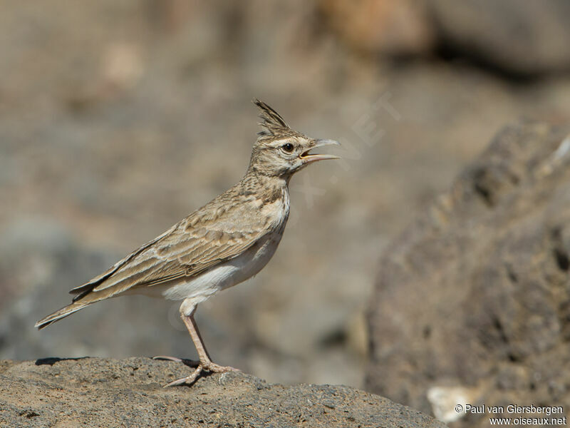 Cochevis huppé