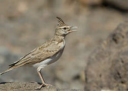 Crested Lark