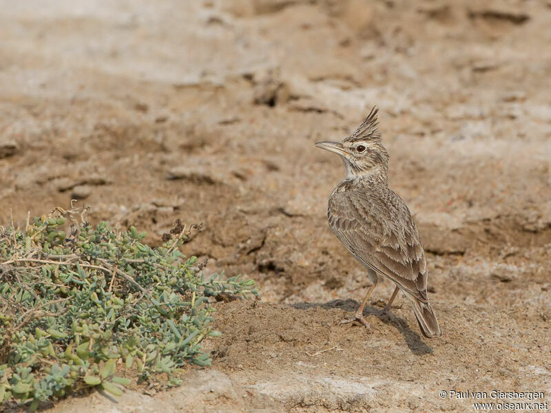 Cochevis huppé