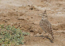 Crested Lark