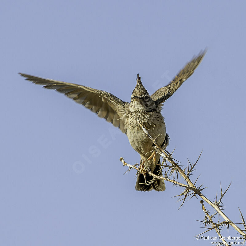 Crested Larkadult