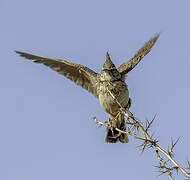 Crested Lark