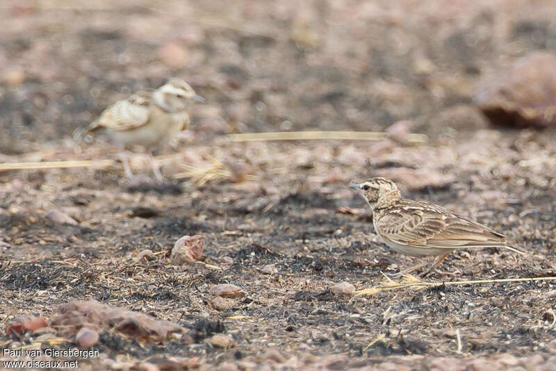Sun Lark, habitat, camouflage, pigmentation