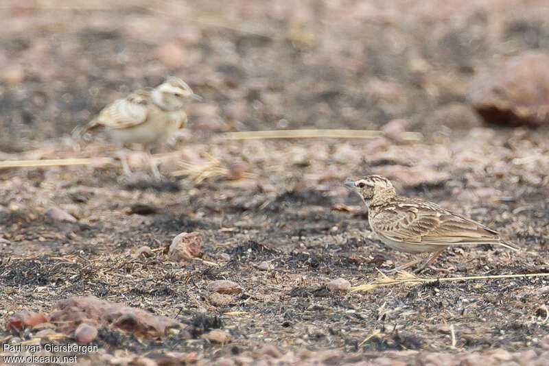 Sun Lark, habitat, camouflage, pigmentation