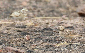 Sun Lark