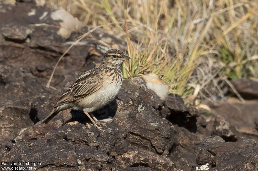 Cochevis modesteadulte, identification