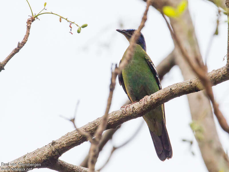 Cochoa vertadulte, identification