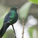 Colibri à ailes saphir