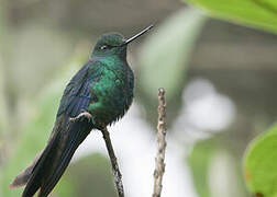 Colibri à ailes saphir