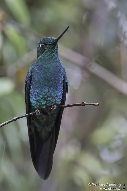 Colibri à ailes saphir mâle adulte