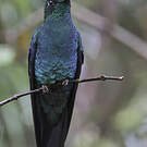 Colibri à ailes saphir
