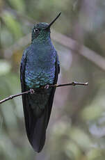 Colibri à ailes saphir