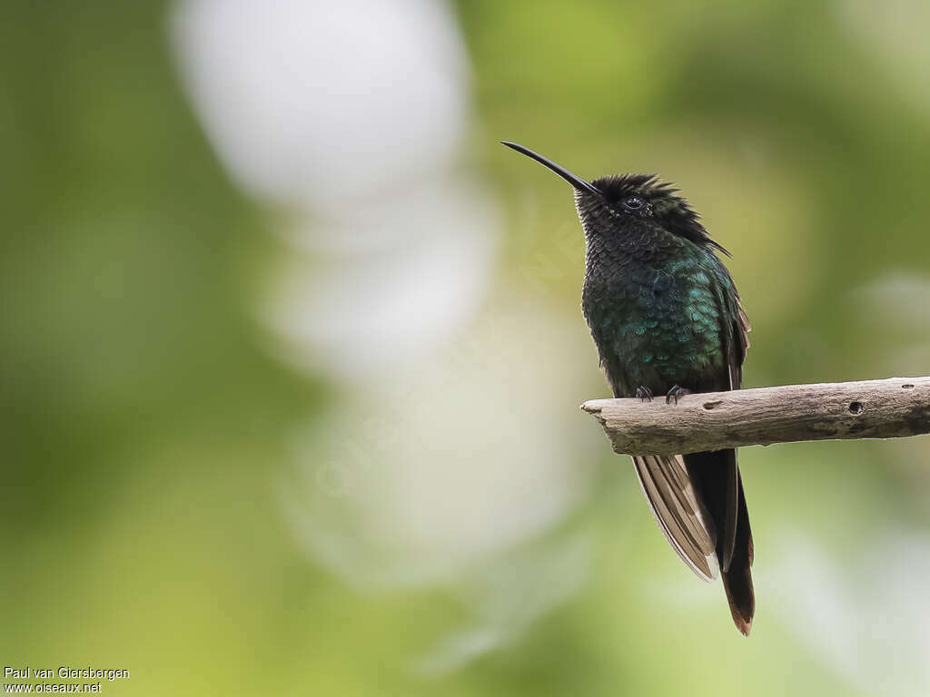 Colibri à bec noiradulte transition, identification