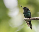 Colibri à bec noir