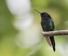 Colibri à bec noir