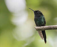 Colibri à bec noir