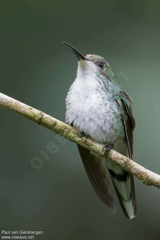 Colibri à bec noir femelle adulte, identification