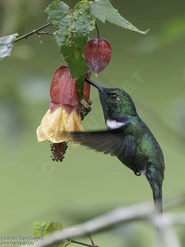 Colibri à collier blancadulte