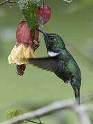 White-throated Daggerbill