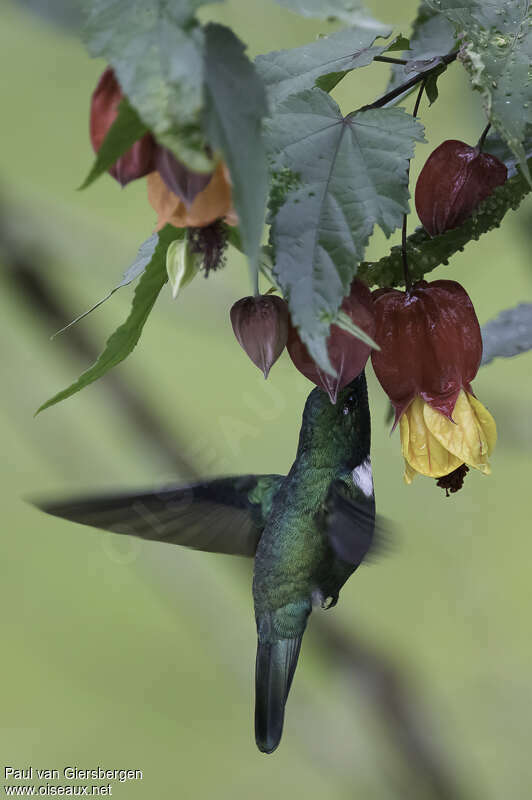 Colibri à collier blancadulte