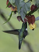 White-throated Daggerbill