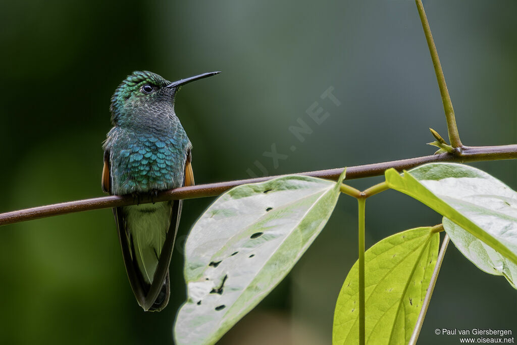 Colibri à épaulettes