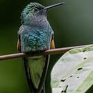 Colibri à épaulettes