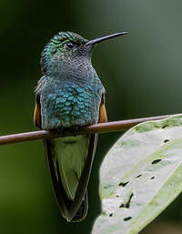 Colibri à épaulettes
