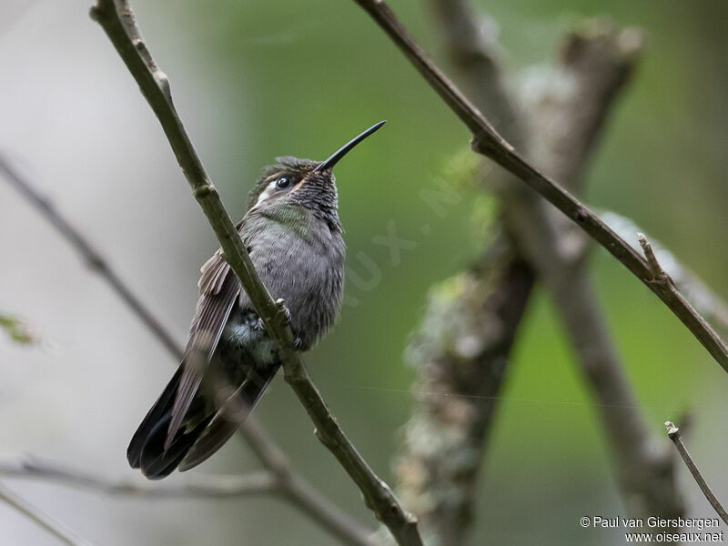 Colibri à gorge améthyste