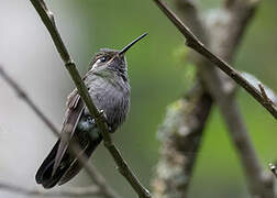 Amethyst-throated Mountaingem