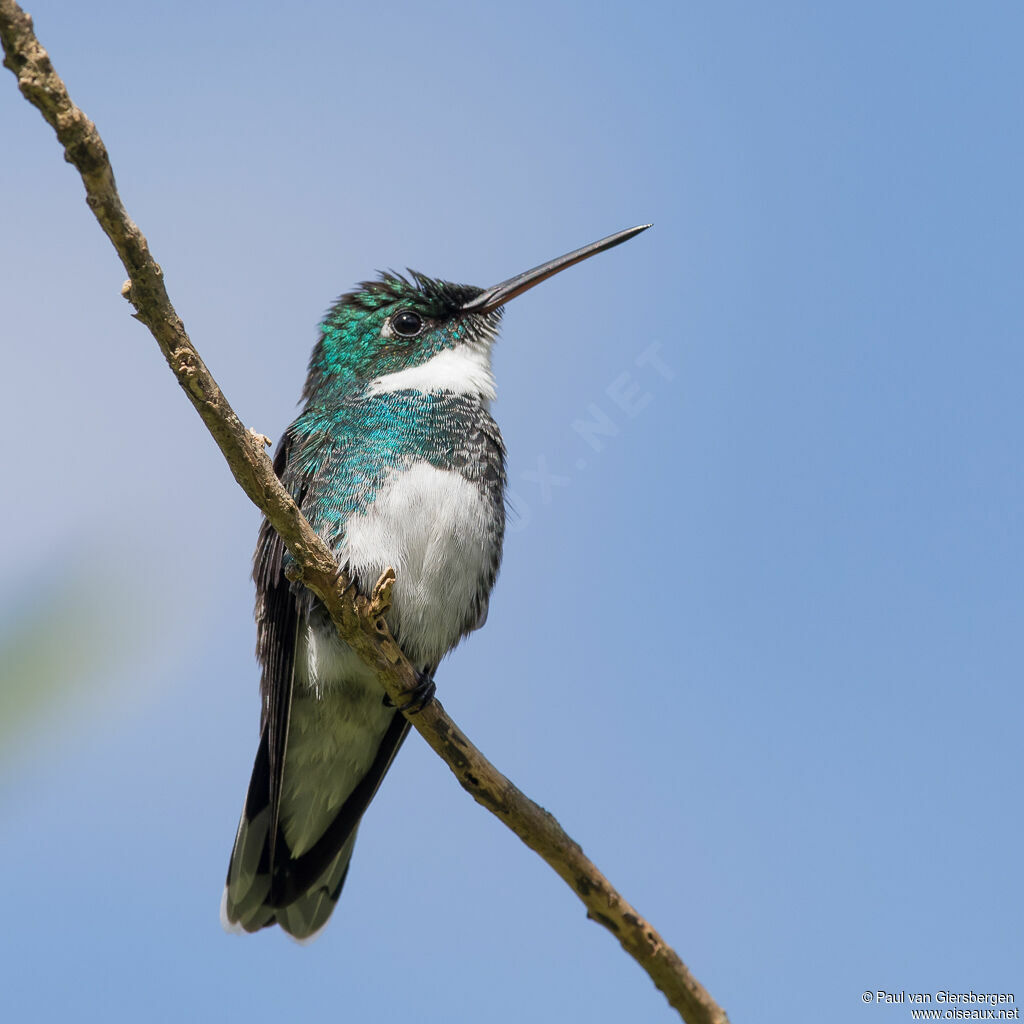 White-throated Hummingbird