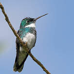 Colibri à gorge blanche