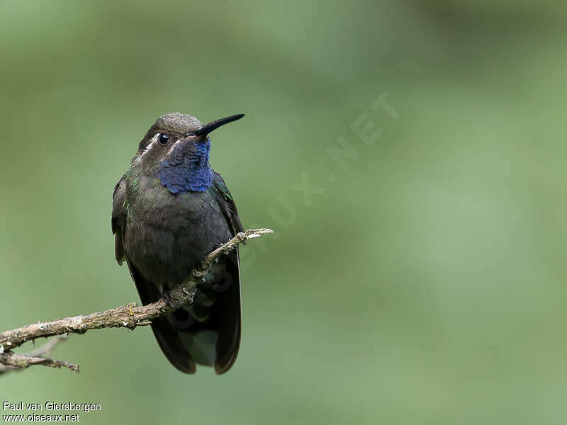 Colibri à gorge bleue