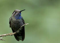 Colibri à gorge bleue