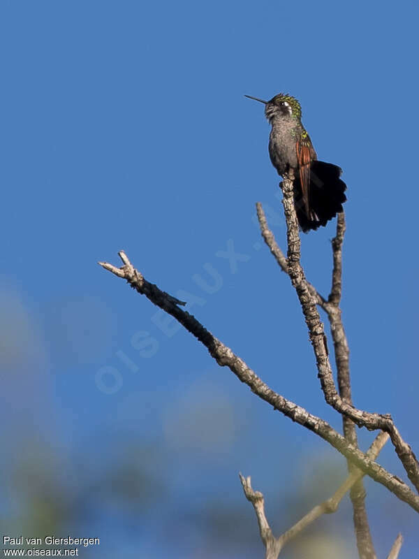 Garnet-throated Hummingbird female adult