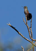 Garnet-throated Hummingbird