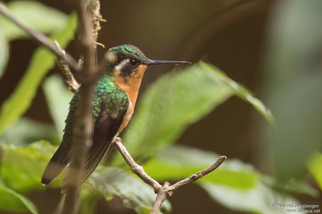 Colibri à gorge pourprée femelle adulte