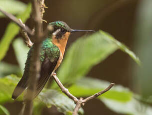 Colibri à gorge pourprée