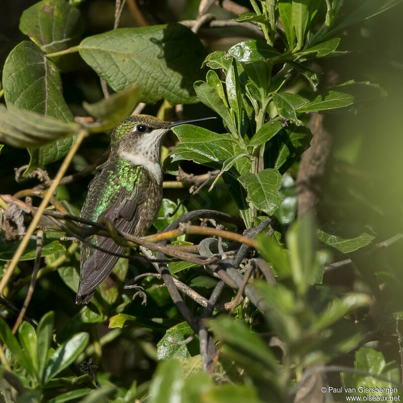 Ruby-throated Hummingbird