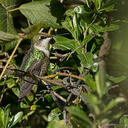 Colibri à gorge rubis