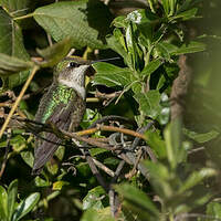 Colibri à gorge rubis