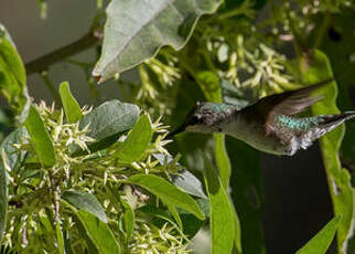 Colibri à gorge rubis