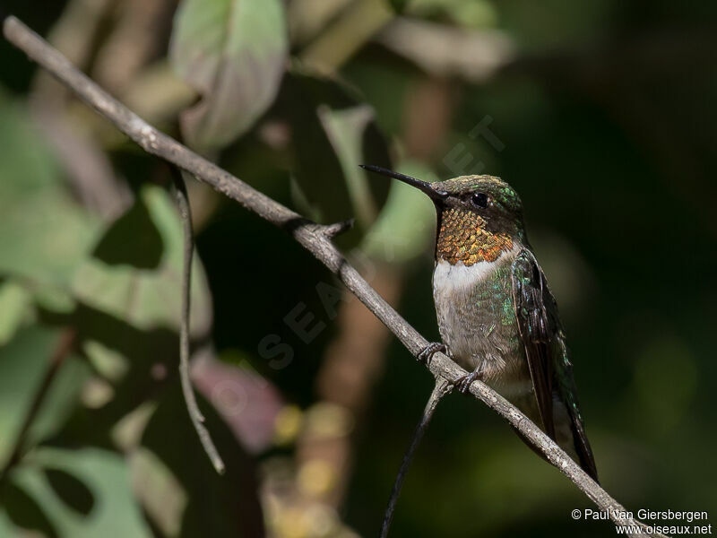 Ruby-throated Hummingbird