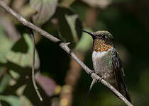 Colibri à gorge rubis